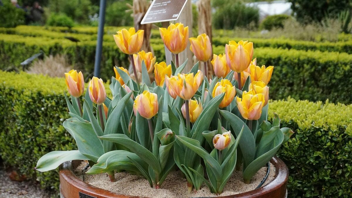 郁金香叶子发黄蔫了,郁金香叶片枯萎怎么办