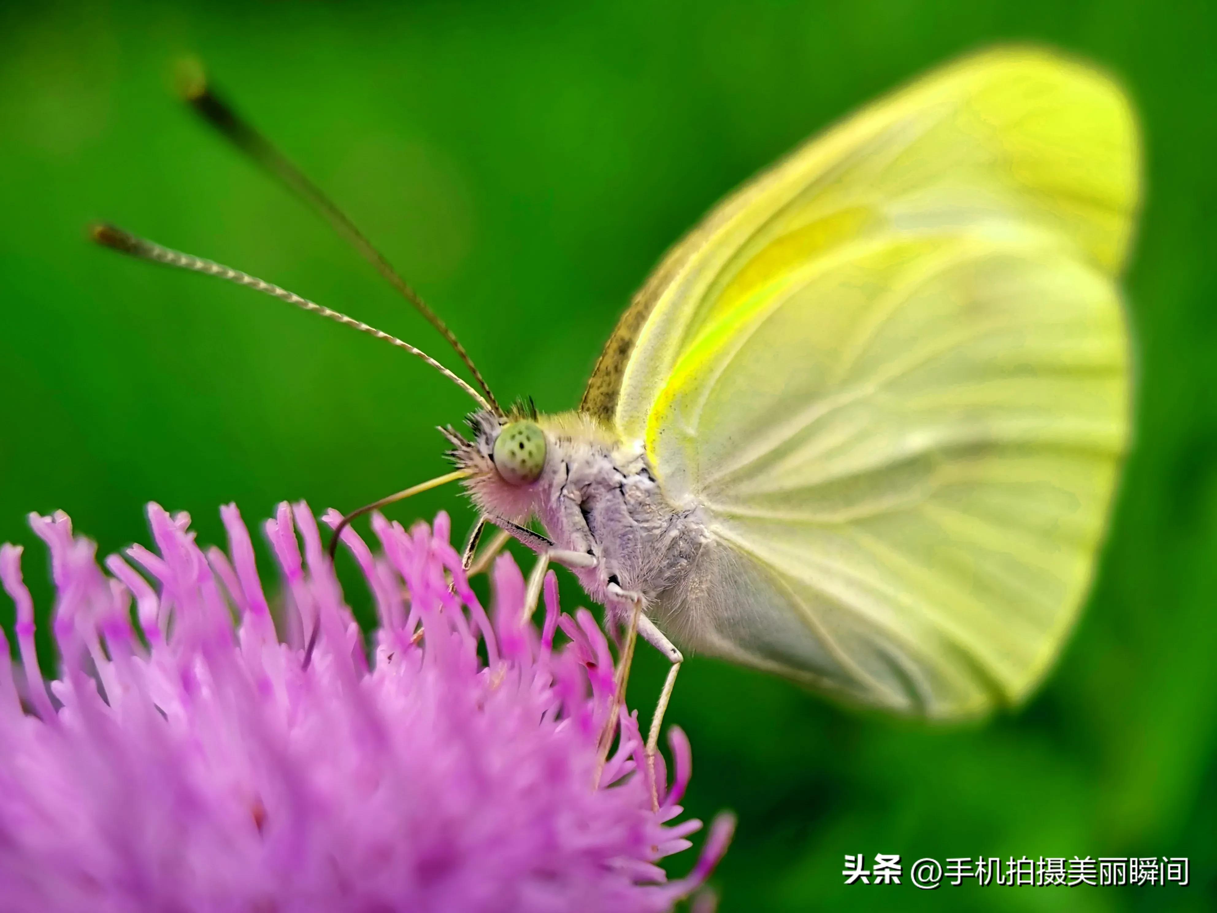 手机拍蝴蝶教程,手机拍摄蝴蝶技巧