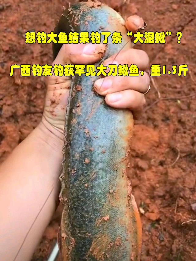 江苏钓友钓到稀有鱼种,泥鳅精钓鱼