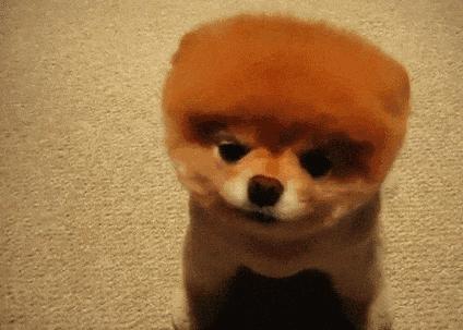 狗狗呕吐的五大原因和三步疗法,狗狗呕吐最佳用药