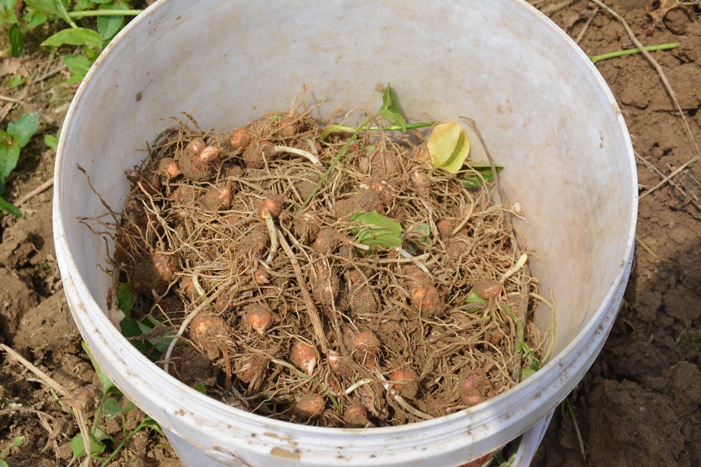 鍐滄皯鎸栦竴鏂ゅ崐澶忓彲鍗栧灏戦挶,鍐滄潙鐢熸椿鎸栧崐澶忚禋閽卞悧