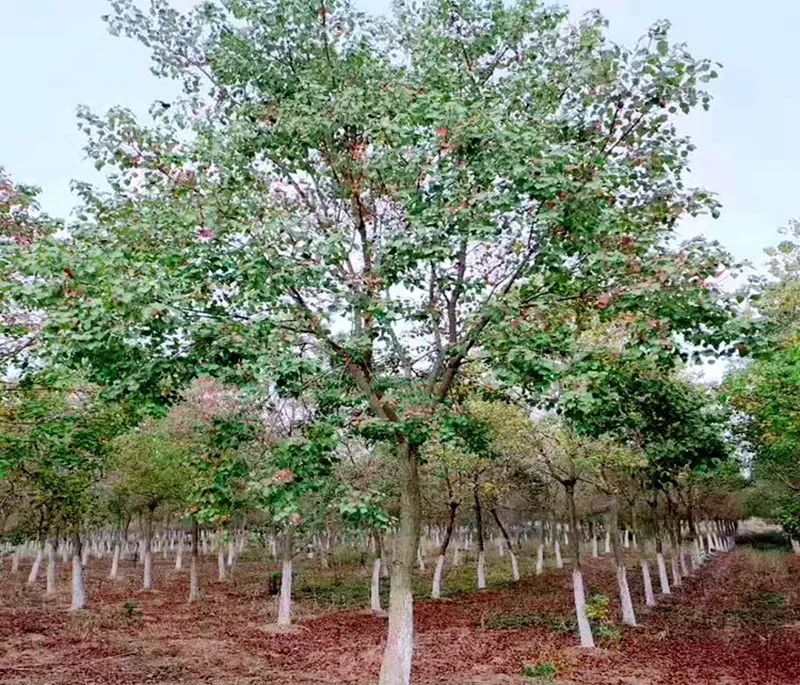 春季绿化苗木栽植流程,绿化苗木专用的施肥方法