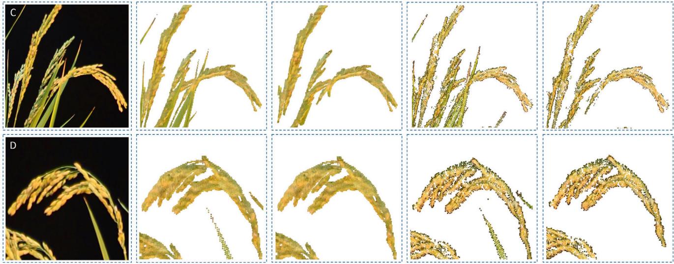 一种基于学习、轮廓形状和超体素聚类的低成本水稻穗三维建模方法