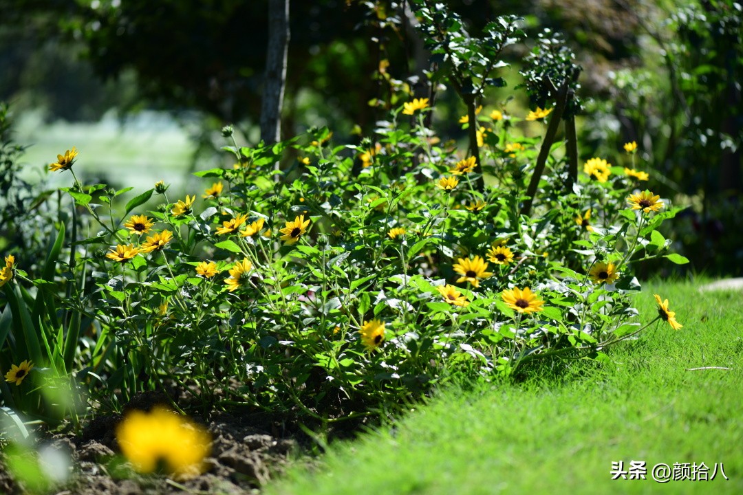 光辉岁月向日葵单朵花能开多少天,光辉岁月向日葵开花效果