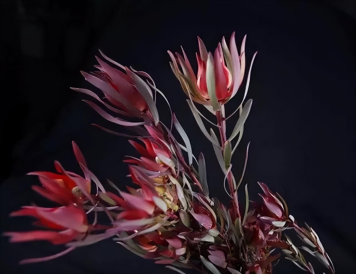 十二星座中最喜欢的花是什么花,12星座种什么样的花最好