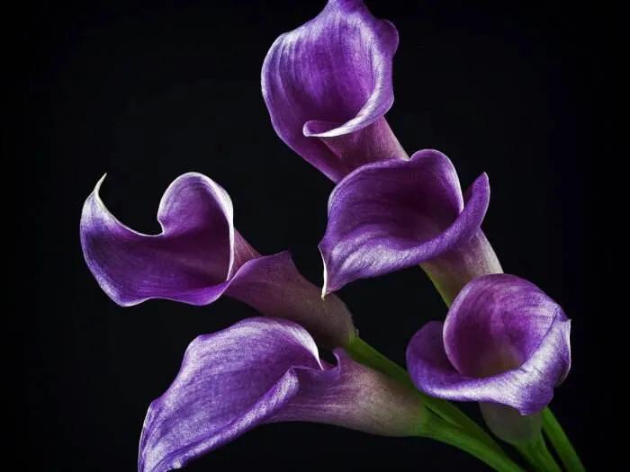 马蹄莲花开是什么样子,马蹄莲花开多少天