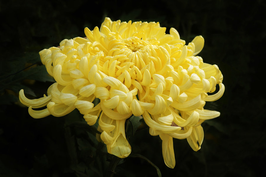 鞠躬读音及释义,鞠躬的鞠的意思