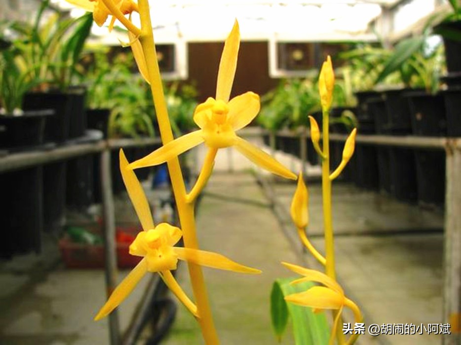农民叫它“贵族兰花”，通体金黄，特别有眼缘，开出了王者的气势