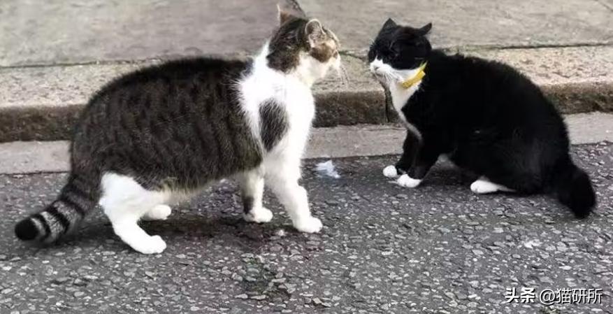 盘点那些有铁头功的猫咪 (盘点世界上那些有编制的猫咪)