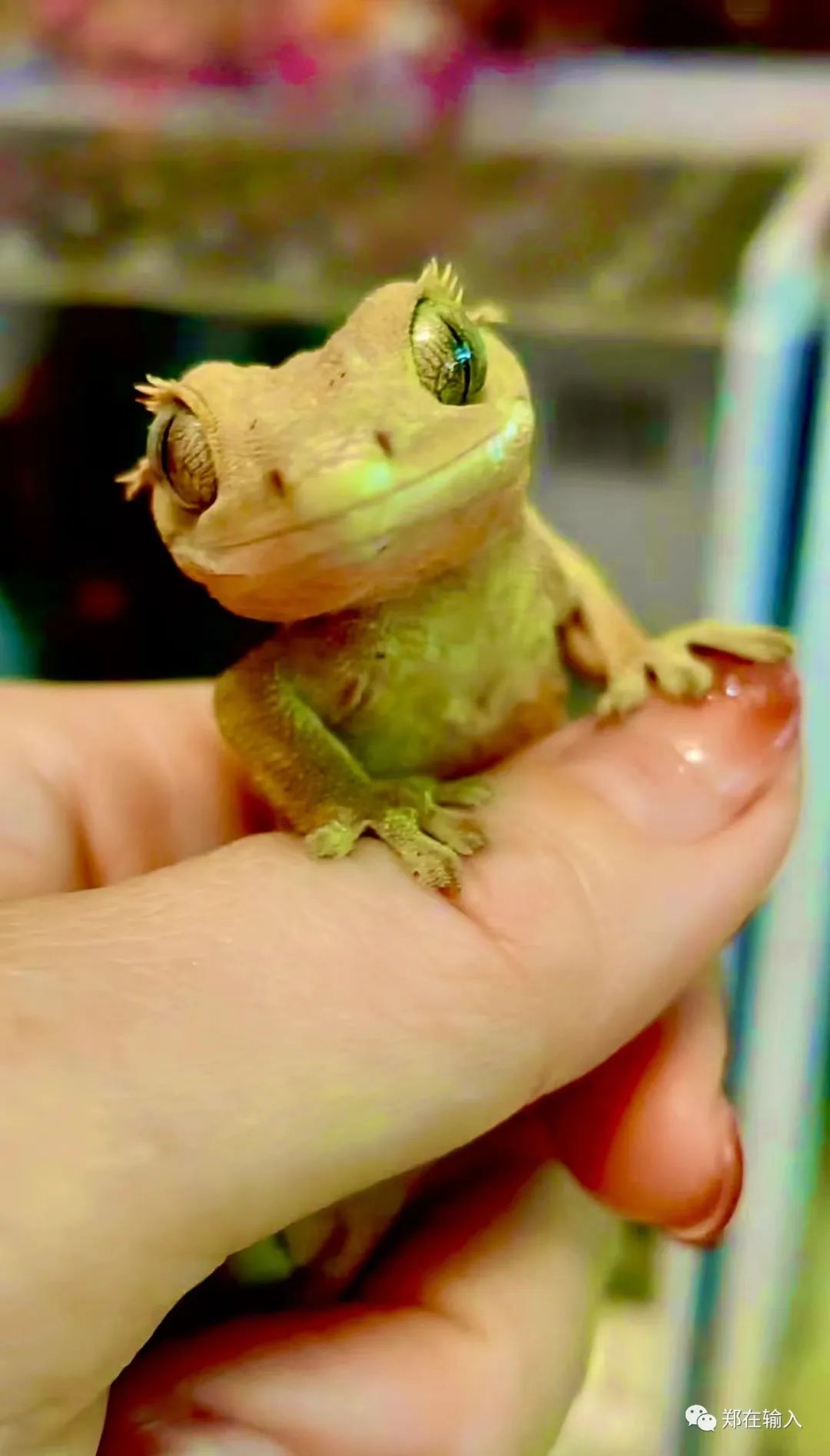 黄河路服装市场里有美人鱼？
