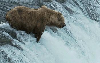 动物的生殖系统和人不一样么,动物的生殖系统跟人一样吗