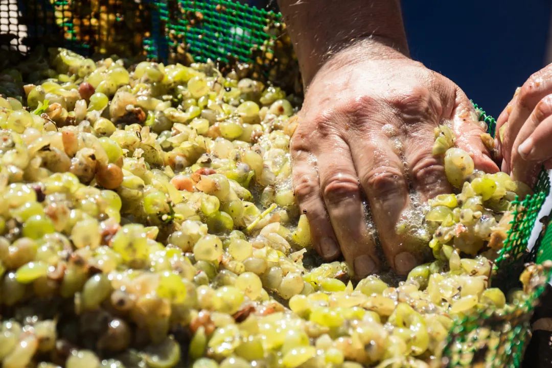 葡萄酒对健康的作用,自酿葡萄酒的6个危害因素