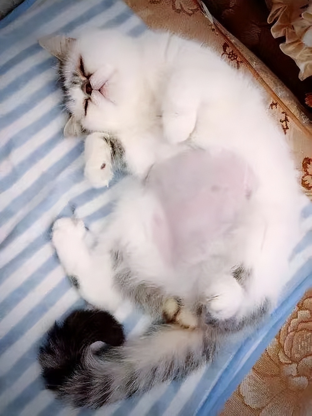 你知道猫传腹症吗？猫传腹症到底应该怎么治疗呢？