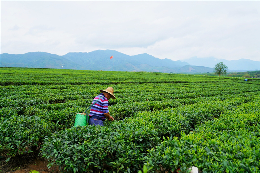 海南适合自驾的原始森林,海南黎族游玩攻略自驾游