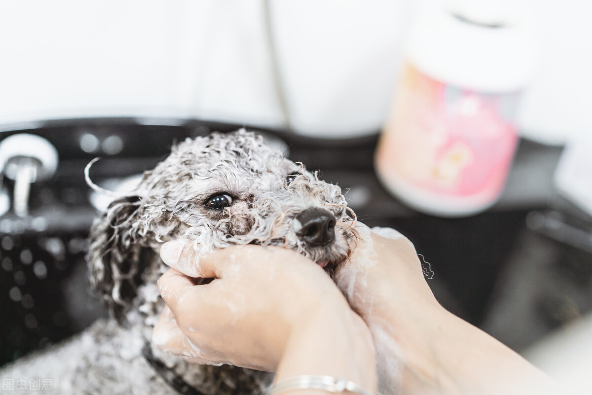 饲养泰迪讲究多,饲养泰迪好方法