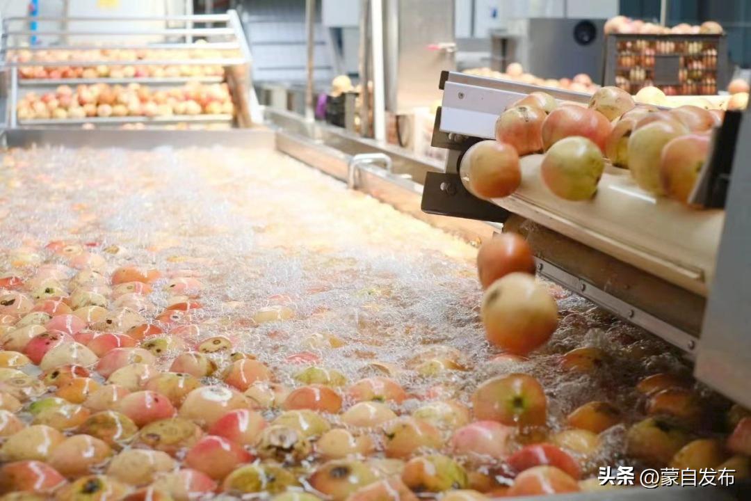 蒙自绿籽石榴好吃吗,蒙自石榴好吃还是突尼斯软籽好吃