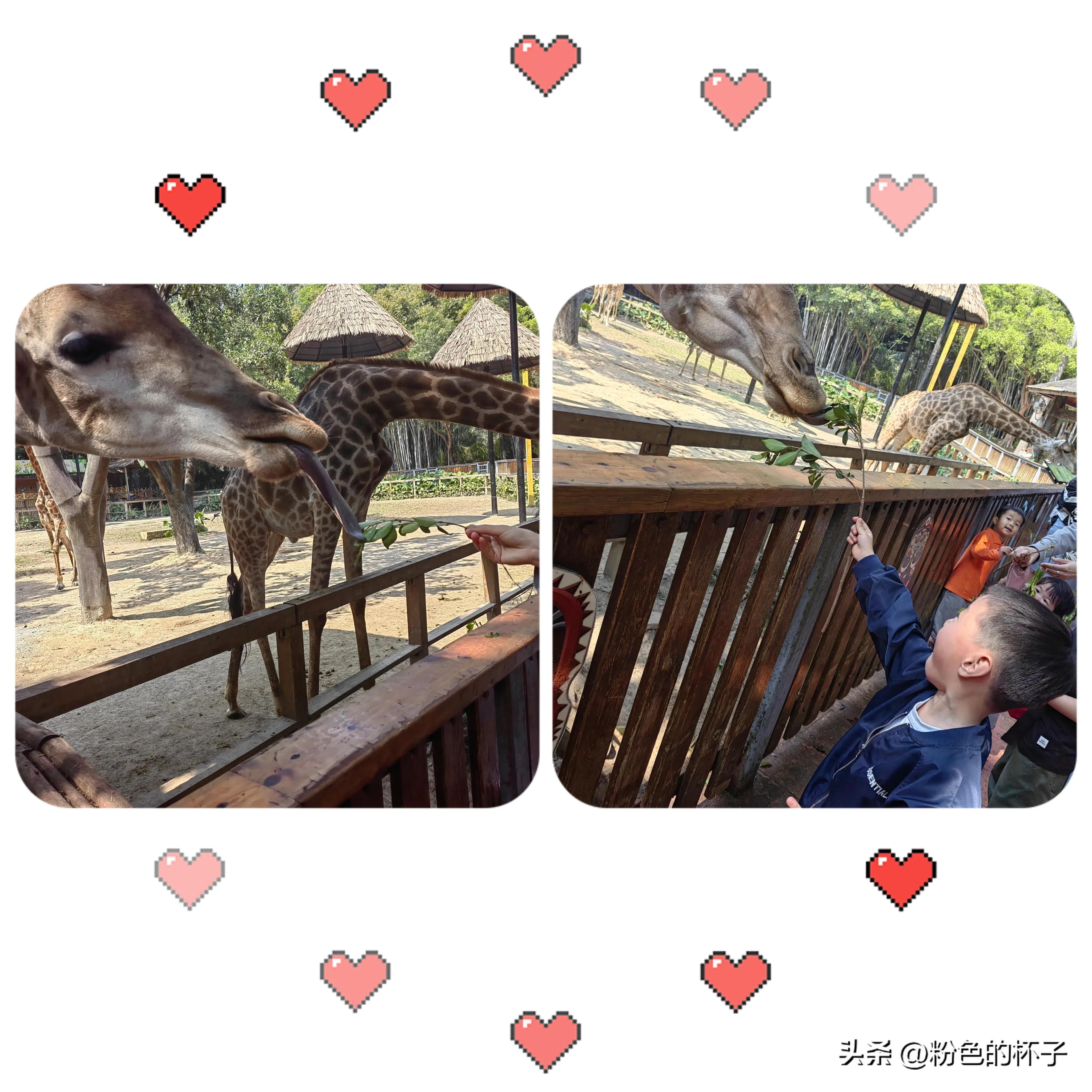 长隆野生动物园南门步行攻略,山东去广州长隆野生动物园攻略