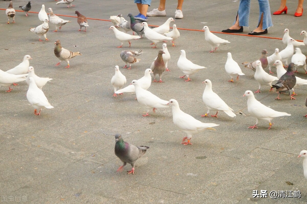 鸽子喂饲料的正确方法,鸽子养殖喂多少饲料好一点