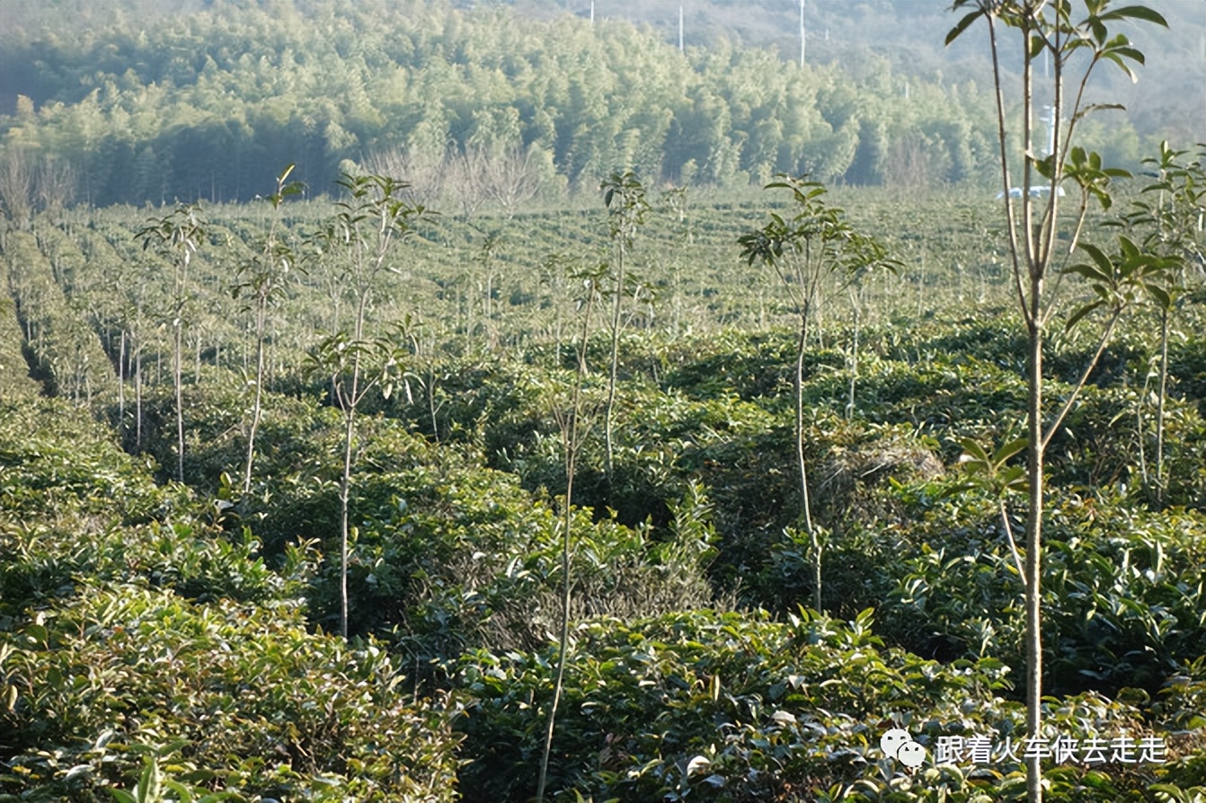 宜兴小镇的深氧之旅——张渚镇龙池山自行车公园