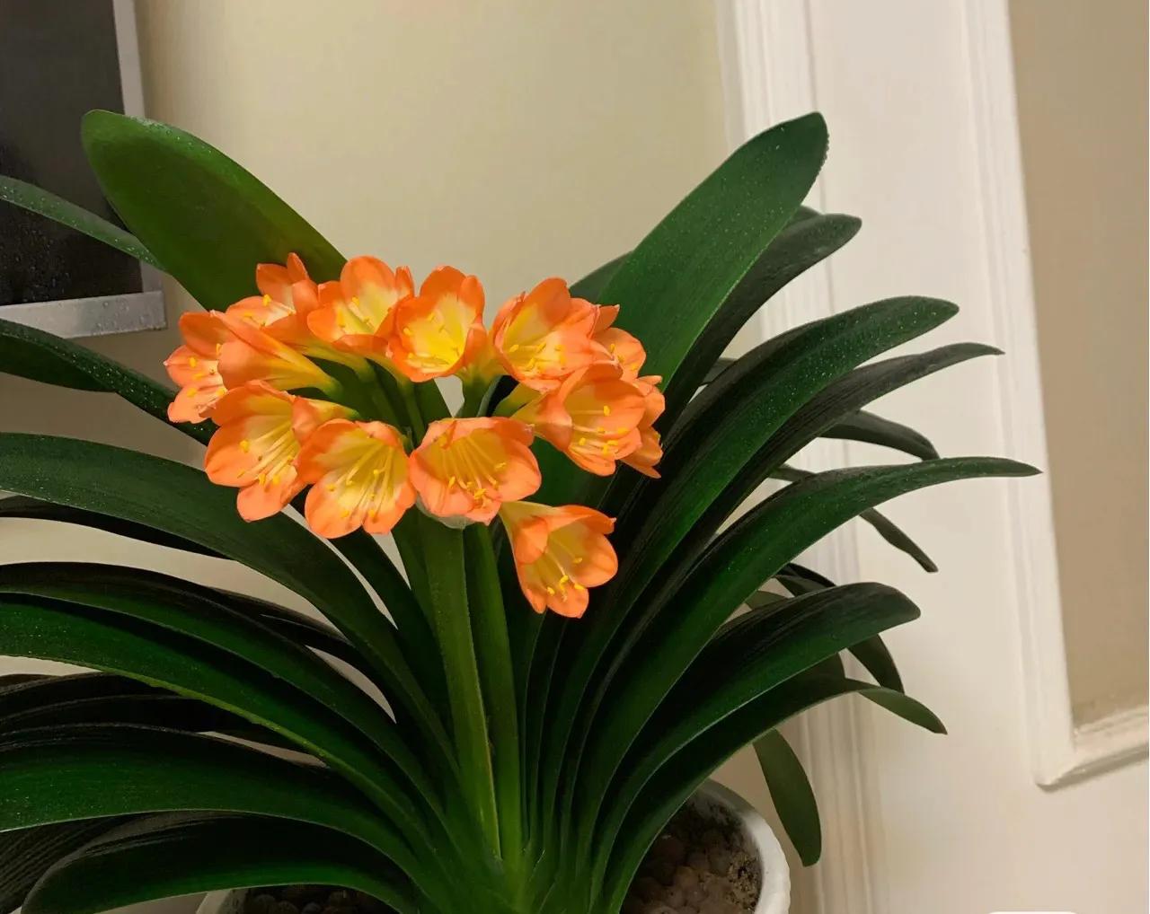 一年四季开花好养的植物吸甲醛,吸甲醛净化空气的花草