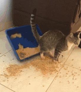 100件养猫好物,十元左右养猫好物分享