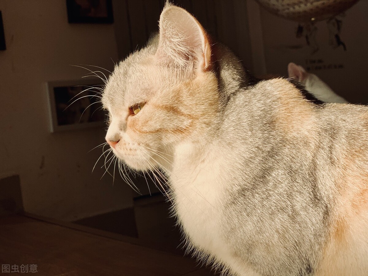 养宠100问！猫咪拉肚子、感冒打喷嚏、应激怎么办？