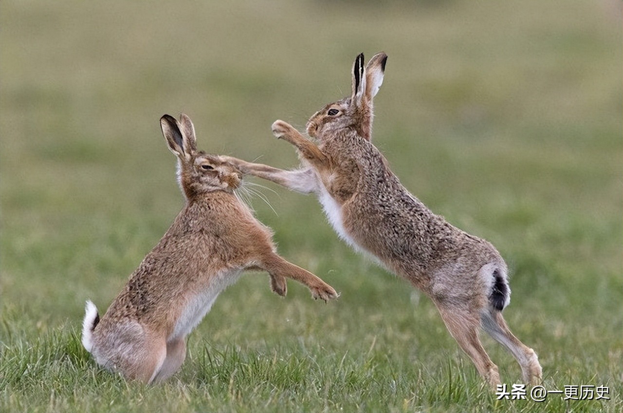 兔年哪一年的兔子是最好的,5种不同的兔是哪几种兔