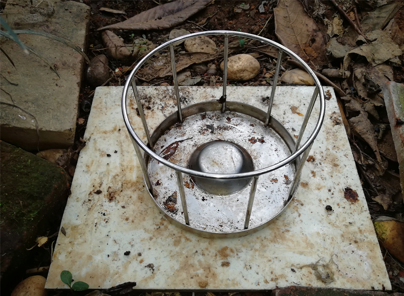 黄缘闭壳龟刚到家躲在土里不出来,黄缘闭壳龟母龟断尾还可以繁殖吗