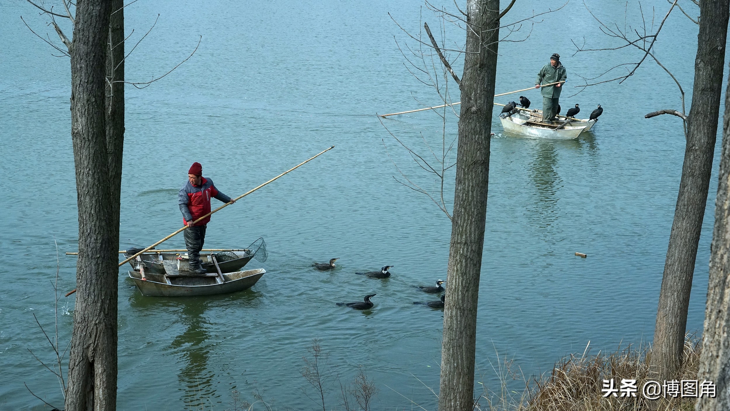 鸬鹚捕鱼渔民生活实拍精彩的瞬间,渔民与鸬鹚捕鱼图片