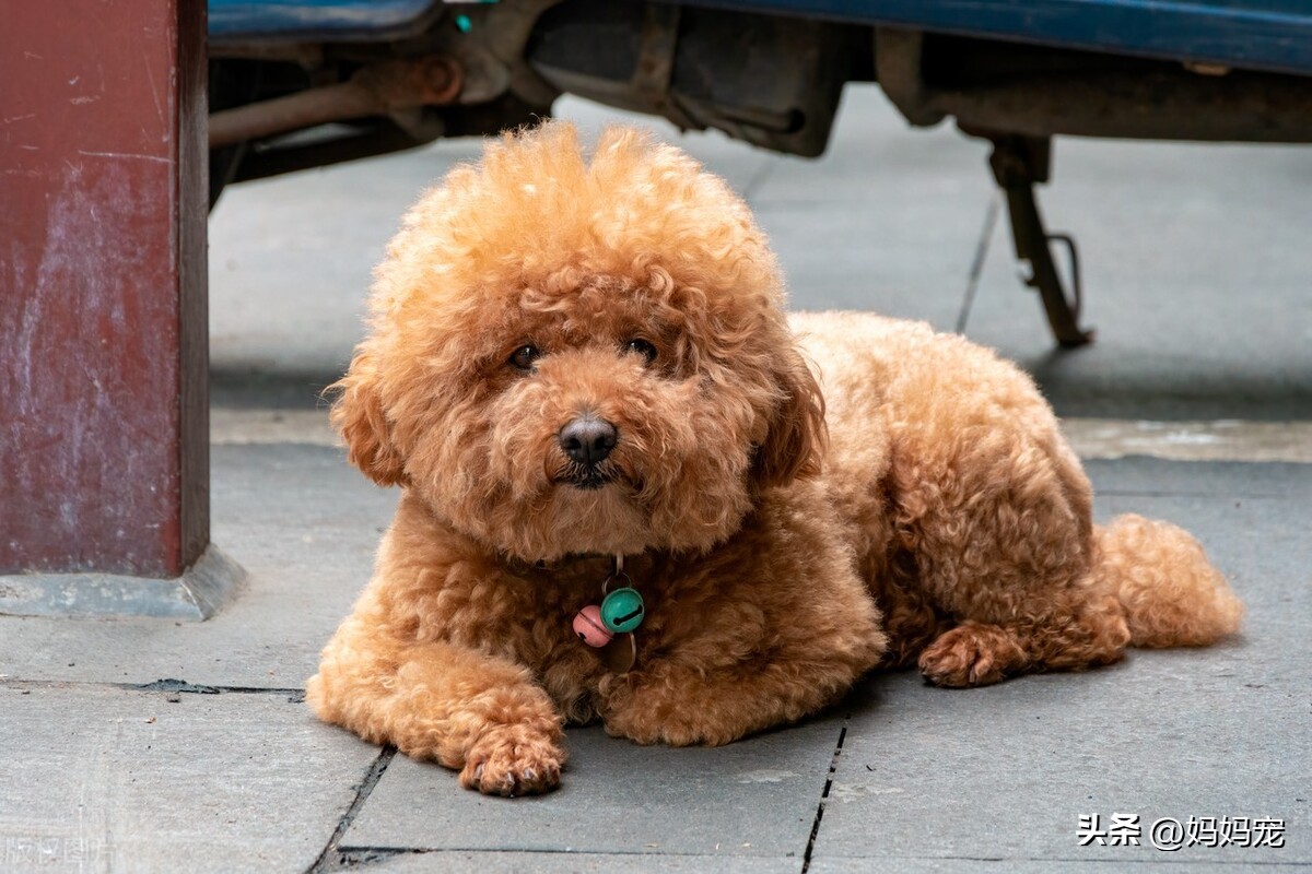泰迪多少钱一斤,泰迪品种价格最便宜多少钱