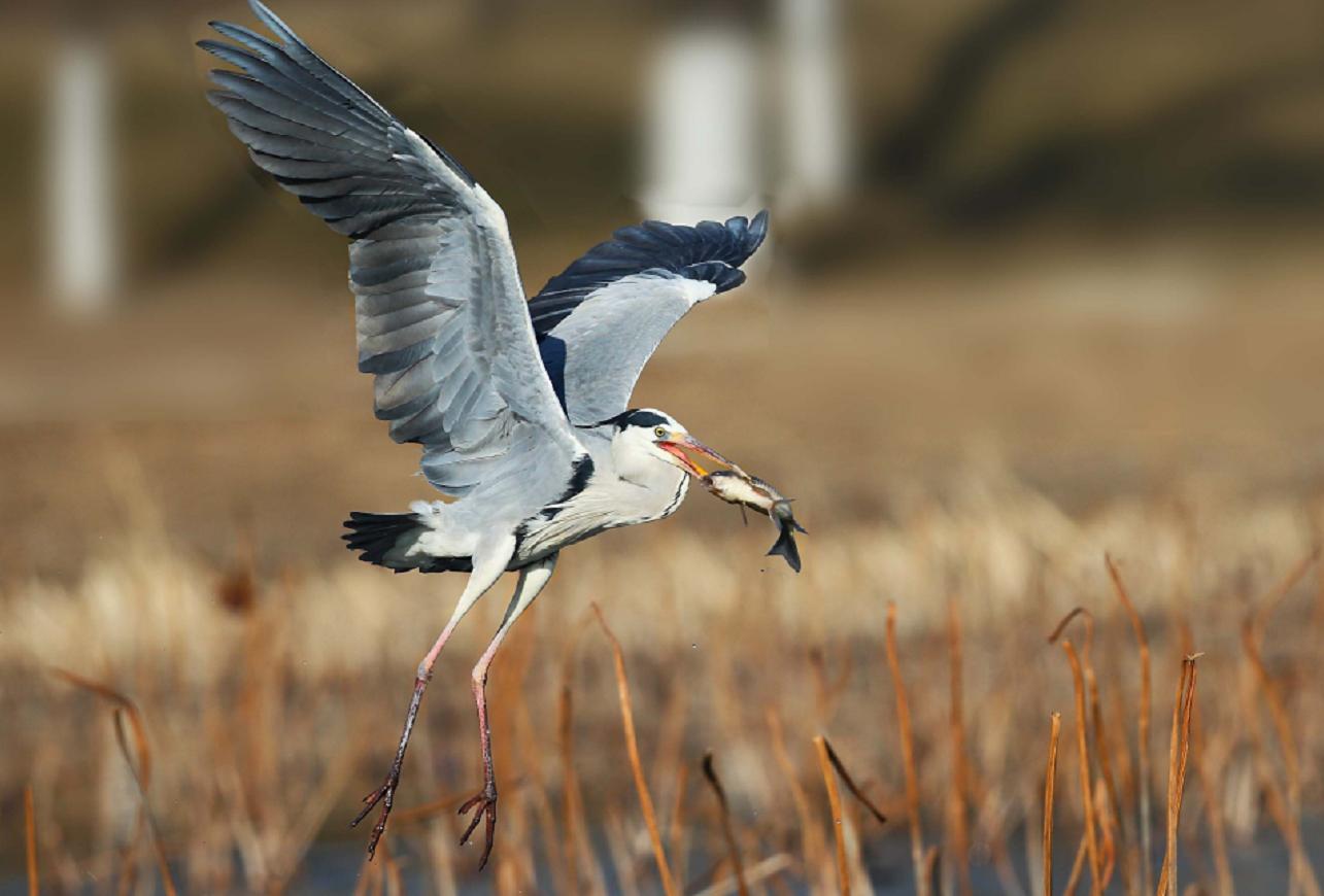 蛇吃黄鳝为什么会同归于尽,蛇吃黄鳝会同归于尽