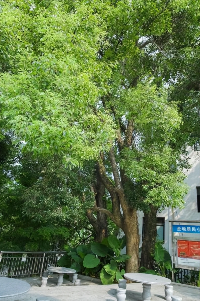 坪山金龟生态艺术小镇,坪山全域自然博物步道