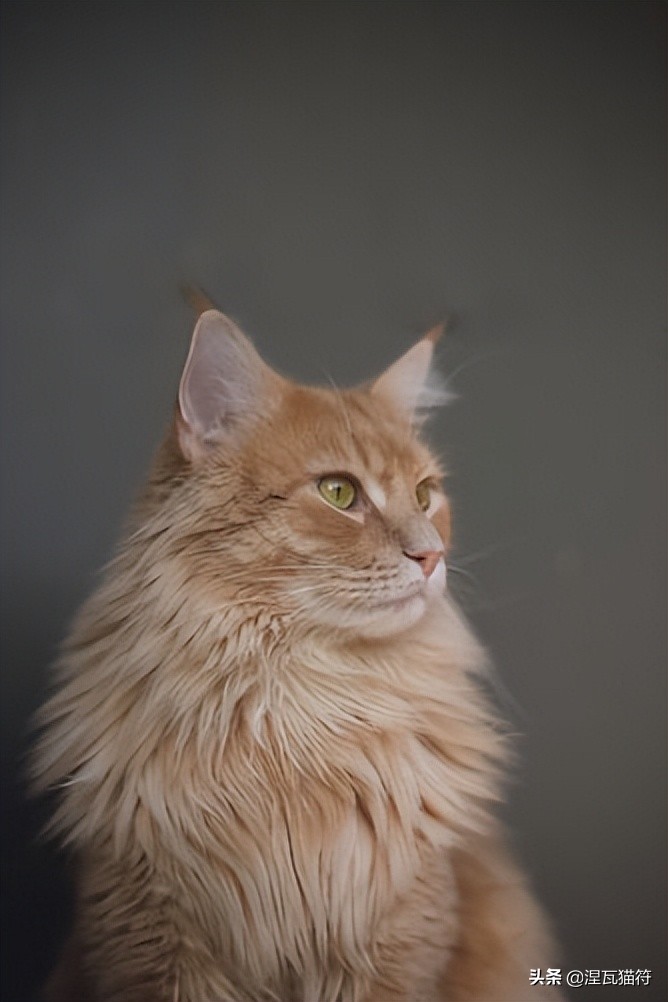 缅因库恩猫银虎斑,缅因猫浅银虎斑