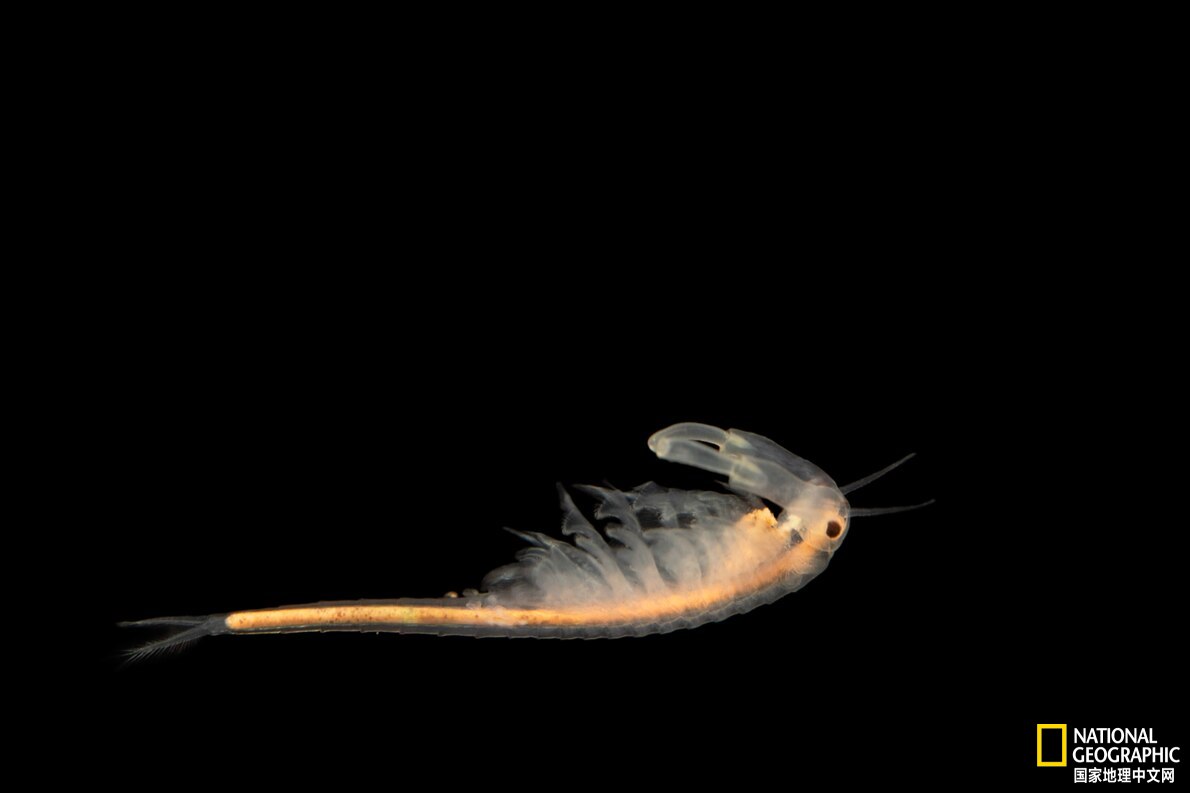 美国最神秘的物种,美国独有物种