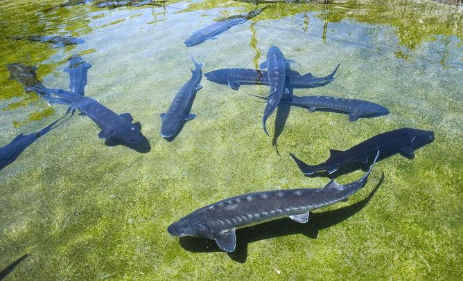 长江鱼类数量增多,长江鱼类目前现状