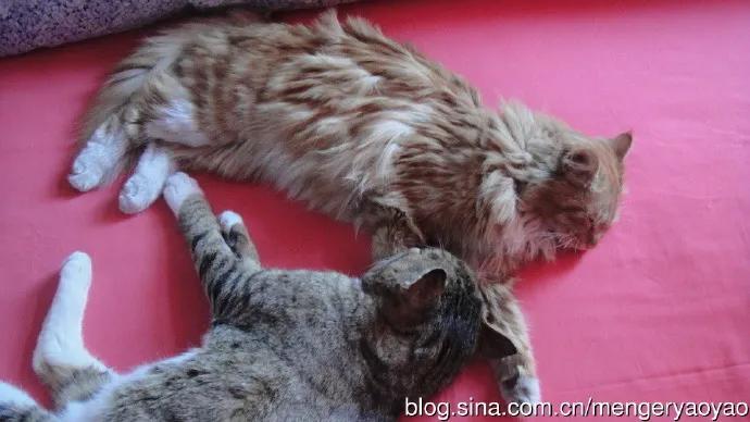 忧郁的毛毛小说,情缘伤感情歌