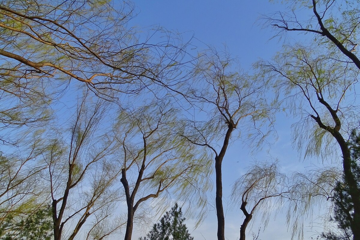 风吹杨柳万千条选段,风吹杨柳万千条指什么生肖