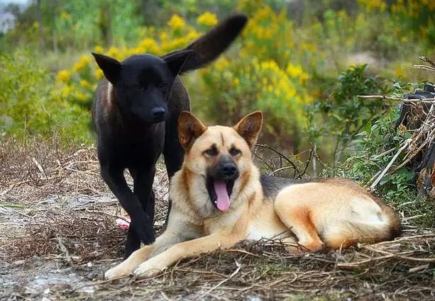 母狗的生理期怎么帮它度过,母狗生理期的养护