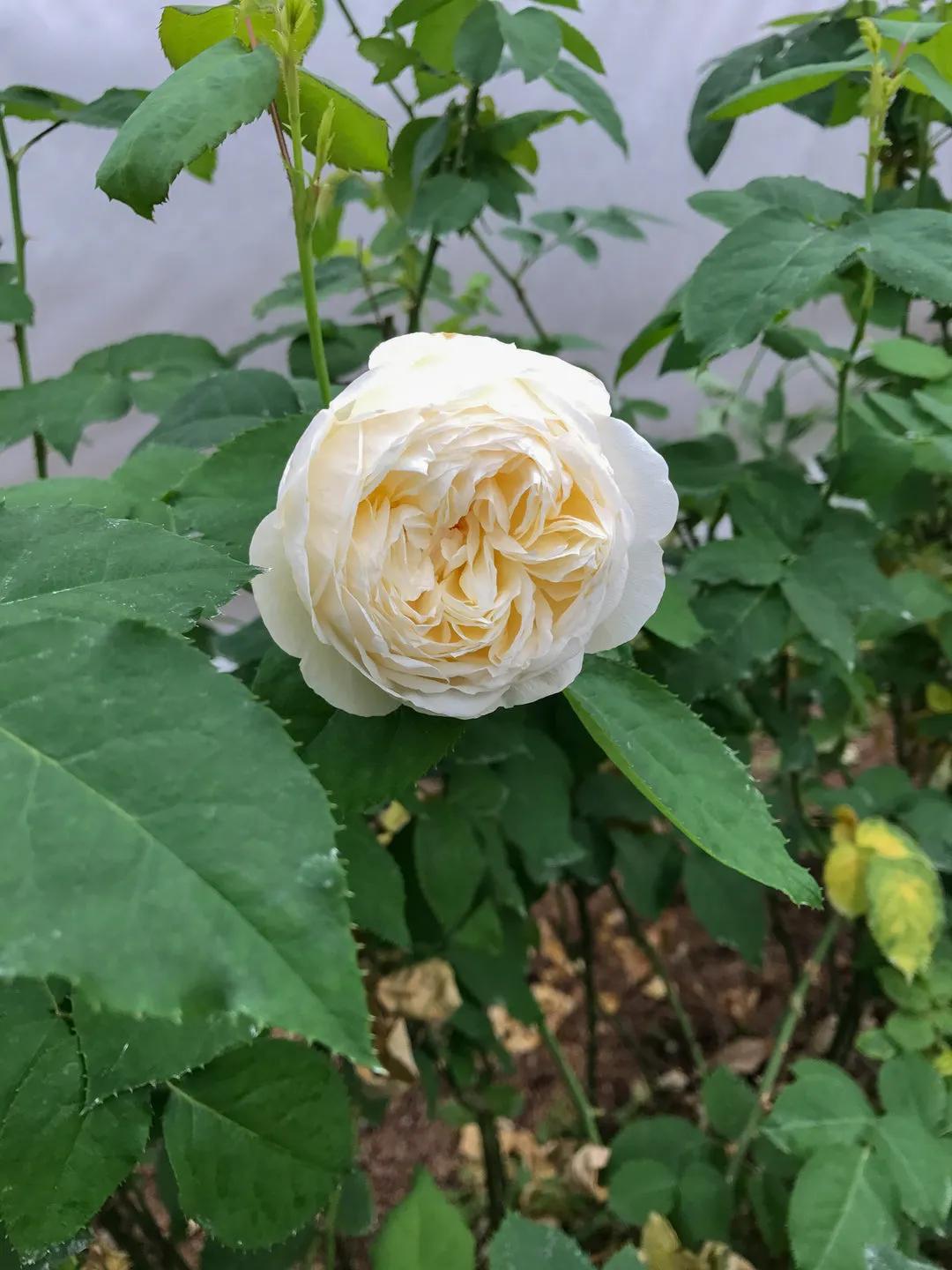 日本超微月季有几个品种,友禅系月季是什么意思