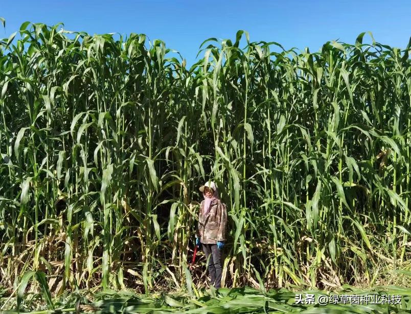 养殖牛羊种什么青饲料好,饲养牛羊种哪些牧草好