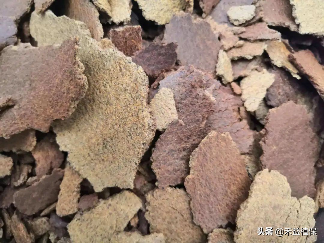 菜籽饼当肥料起什么作用,未腐熟菜籽饼怎样施柑橘果树