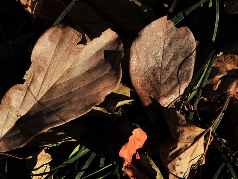 伟人与香烟：毛*东泽**吸百家烟，*小平邓**吸烟被递条，为戒烟吃花生