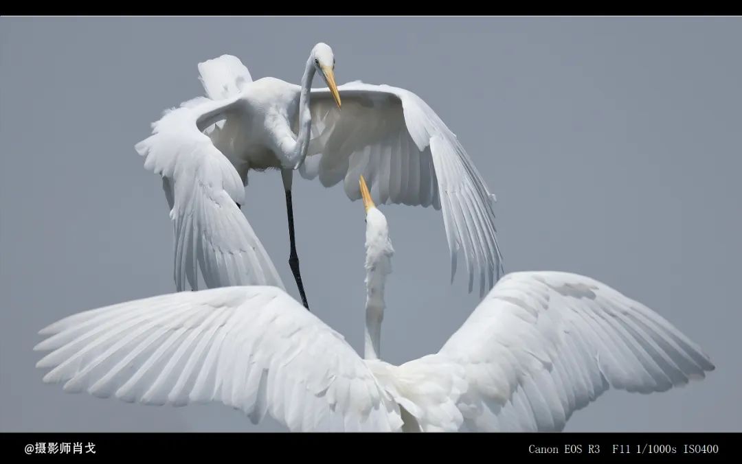哪里能买到佳能rf800mmf5.6定焦镜头,佳能rf600与佳能rf800mm对比图