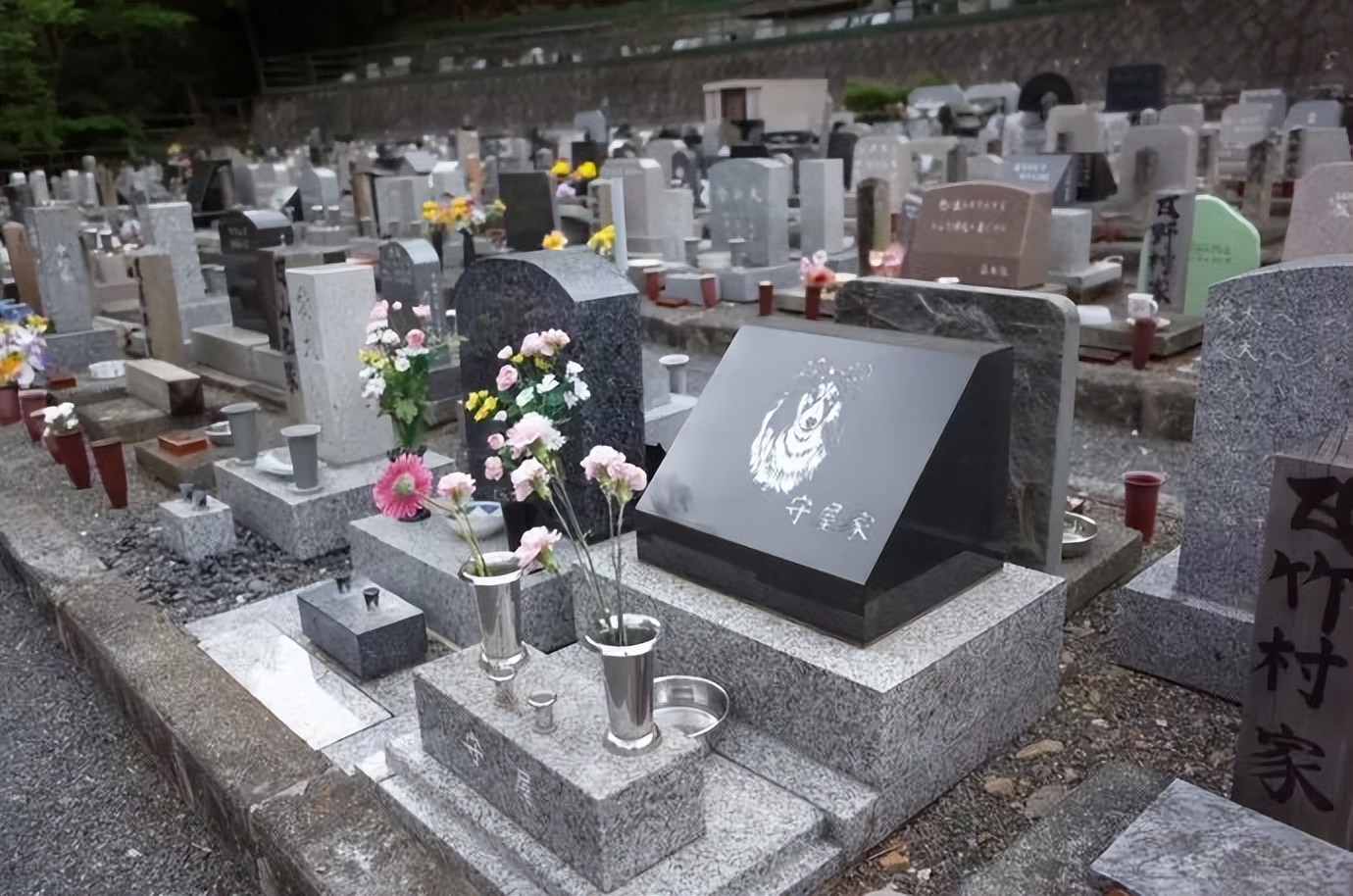 养猫的呼噜声音 (养猫呼噜的声音)