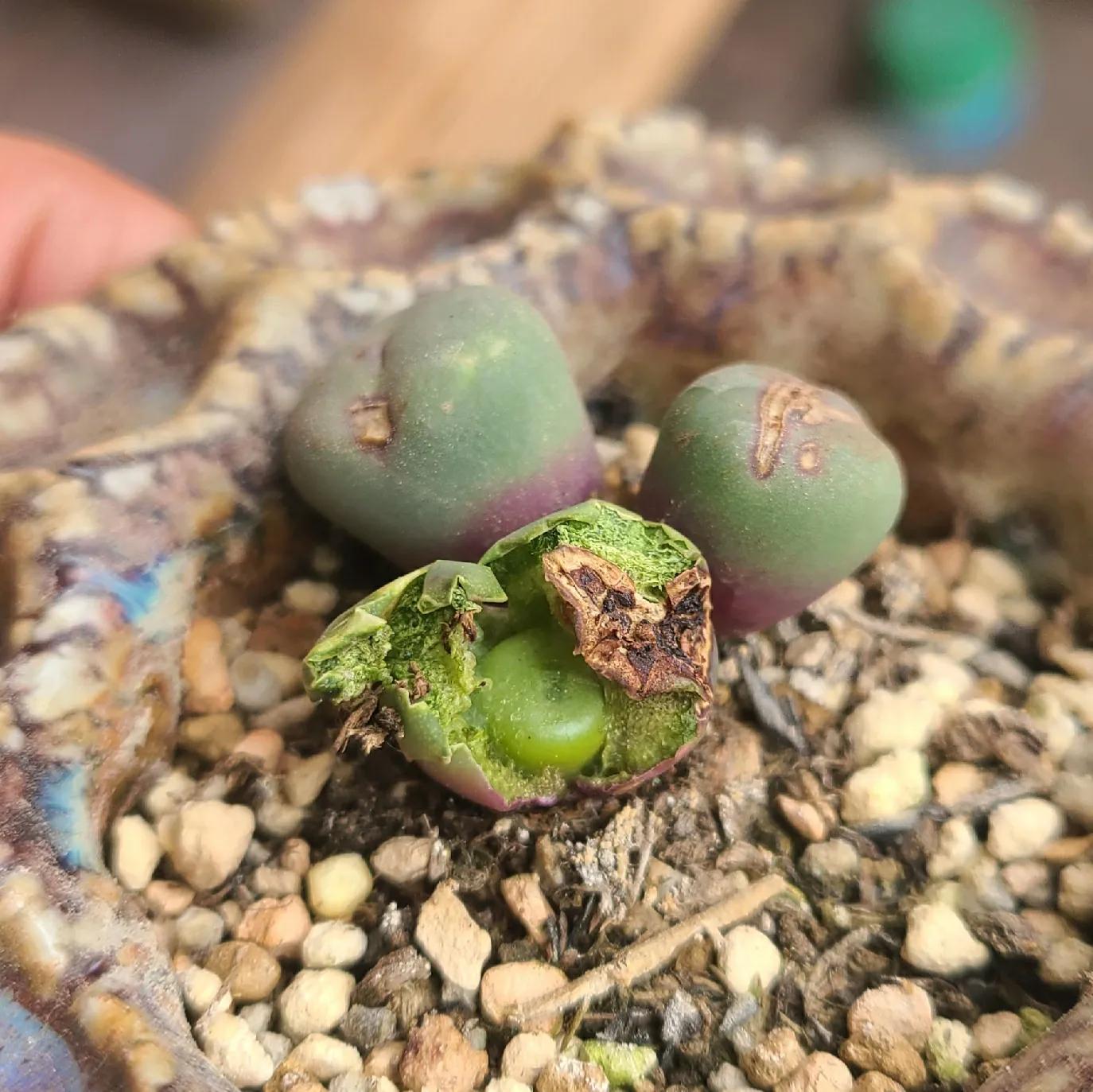 肉锥蜕皮要断水吗,肉锥什么时候蜕皮