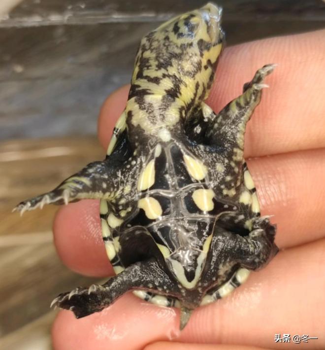 乌龟初学者,乌龟新手入门教程视频