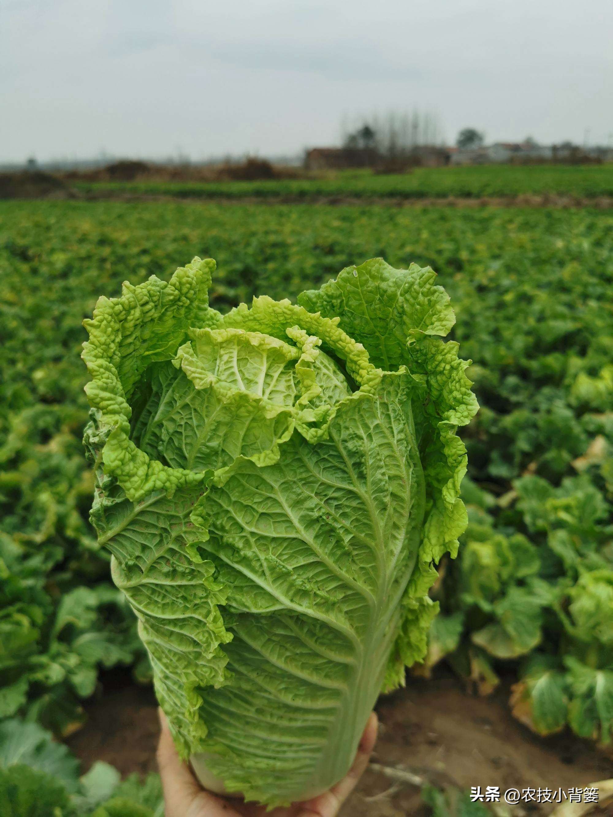 大白菜软腐病怎么防效果好,怎么预防大白菜软腐烂根病