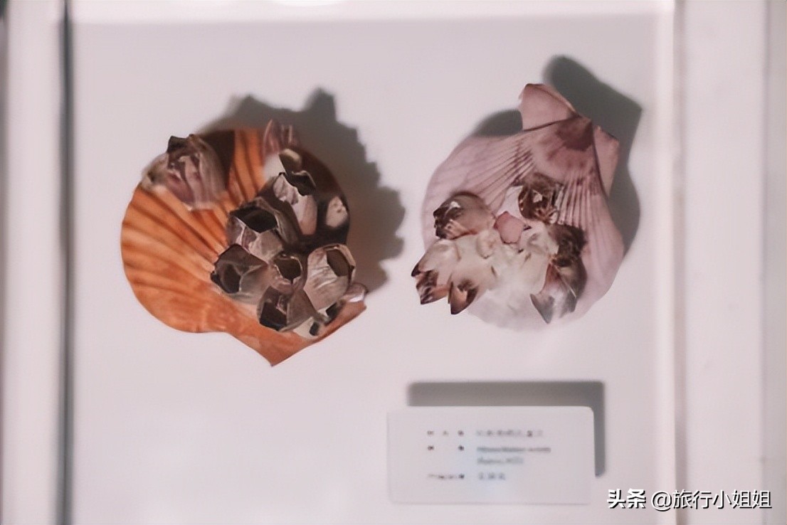 夏日海边微醺氛围感,滨城风光秀丽浪漫气息爆表