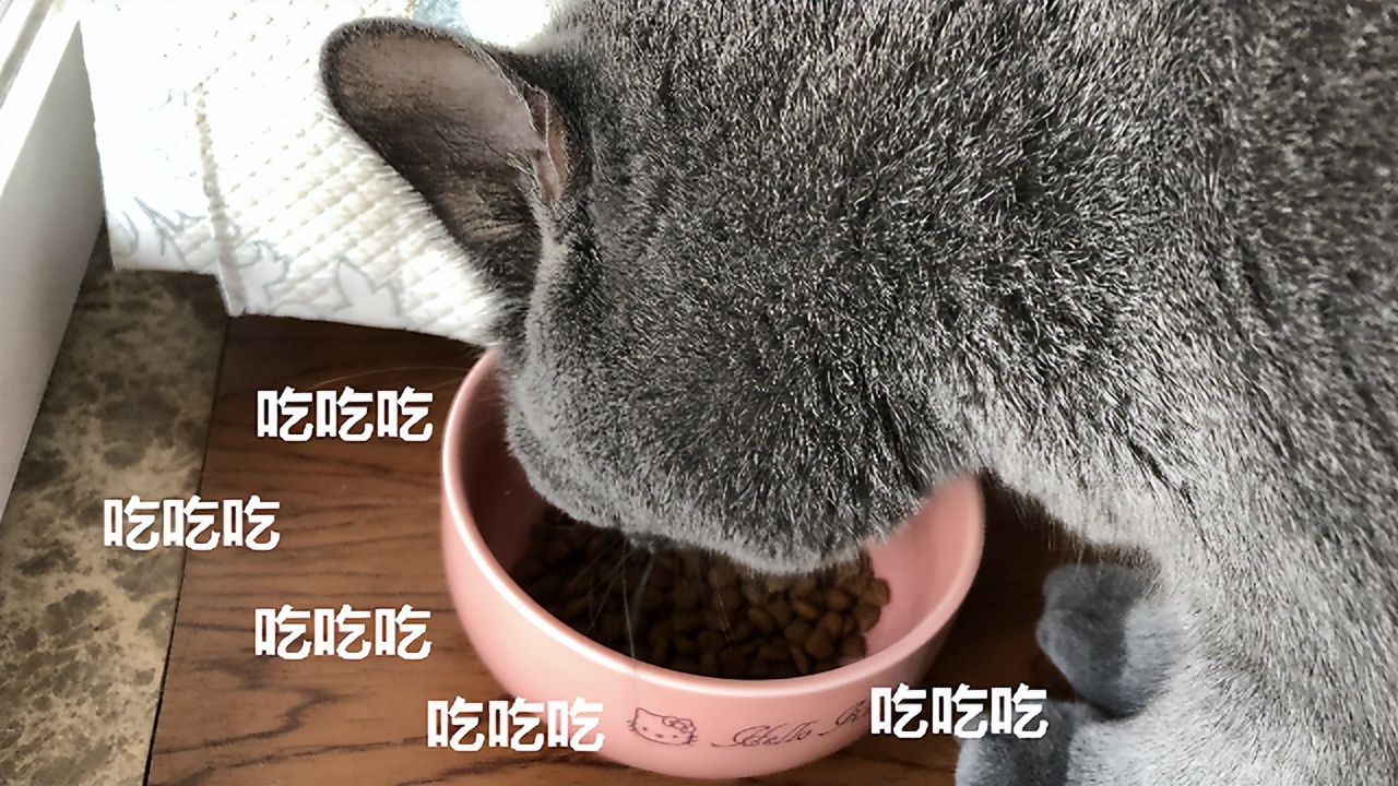 养蓝猫最忌主人什么行为,养蓝猫的7大禁忌