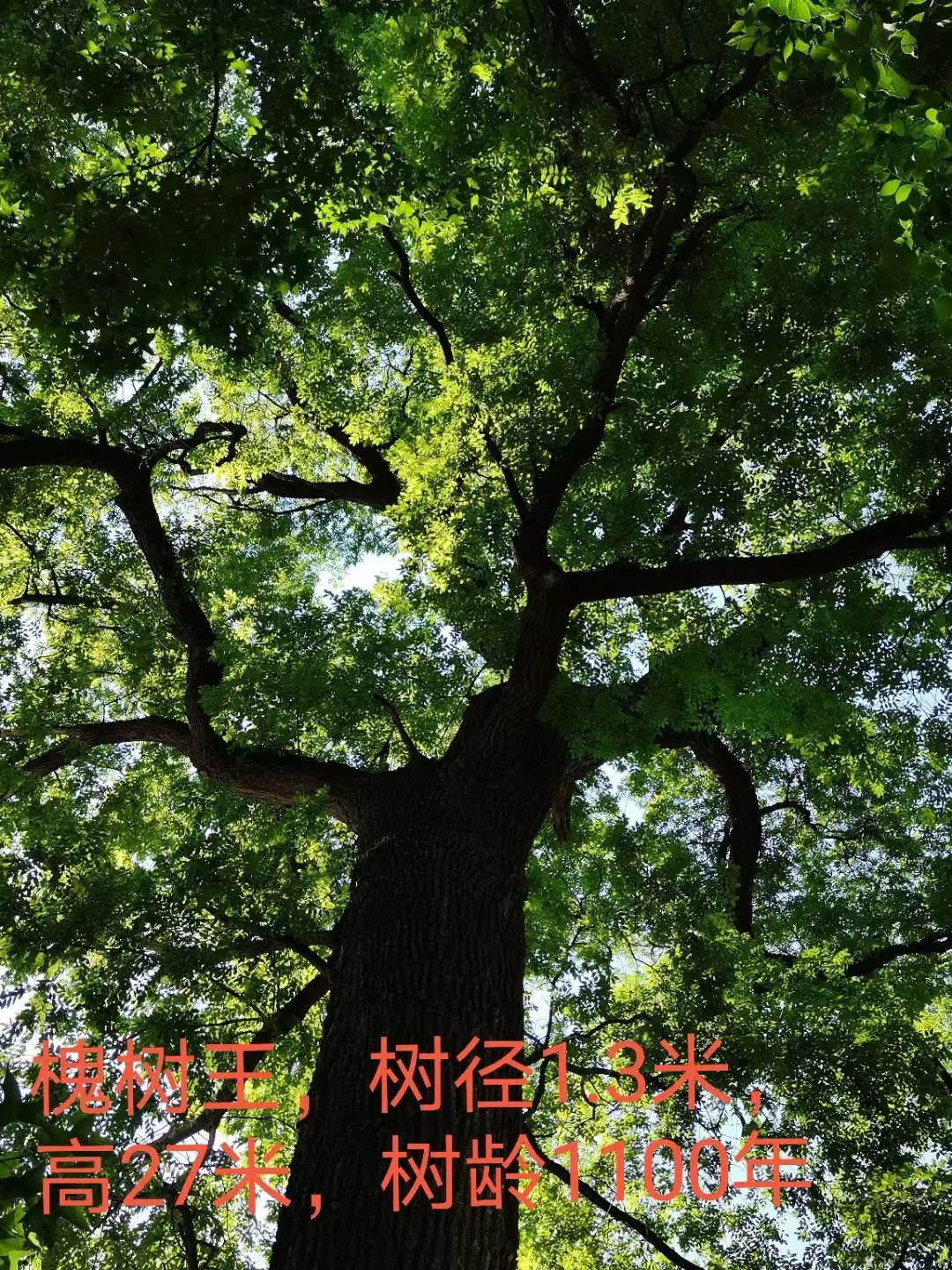 走云梯、寻树王、悟禅意～上方山游记